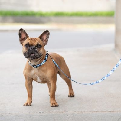 Image showing  Printed Nylon Dog Leash