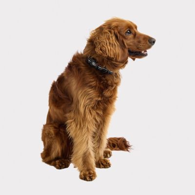 Image showing  Reflective Dog Collar