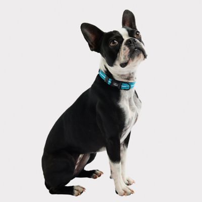 Image showing  Reflective Dog Collar