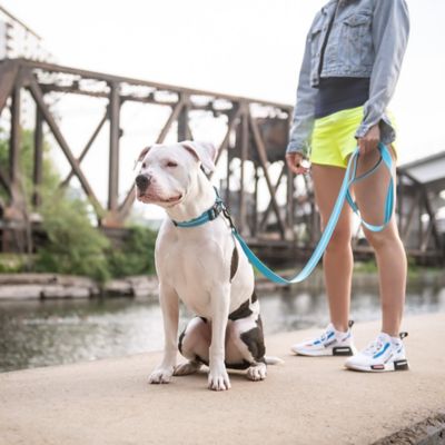 Image showing 1 th GF Pet Reflective Nylon Dog Leash