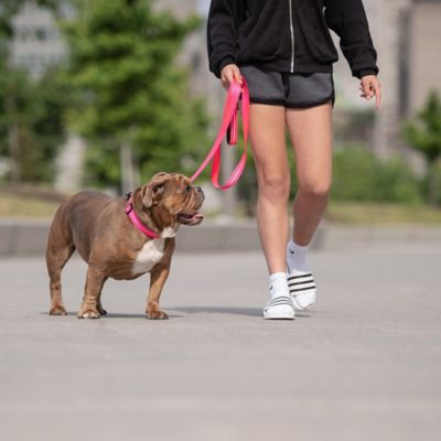 Image showing  Reflective Nylon Dog Leash