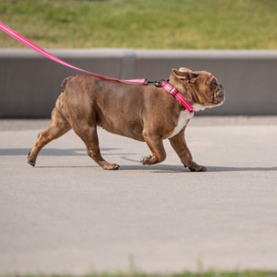 Image showing  Reflective Nylon Dog Leash
