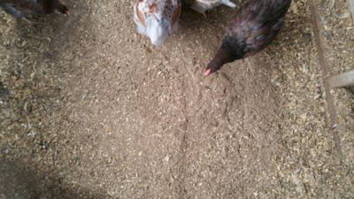 Image showing  Coop Right Natural Poultry Dust Bath