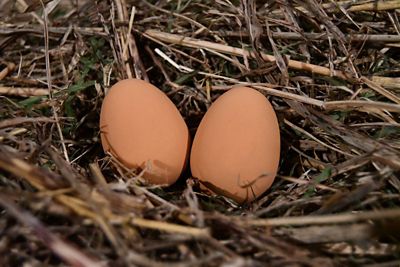 Image showing  Rubber Nest Eggs, 2-Pack