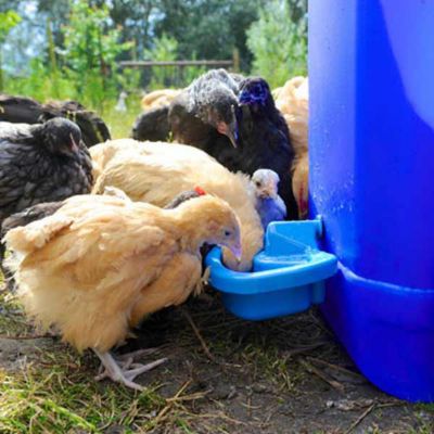 Image showing 6 th BEC 1 pt. MaxiCup Semi-Automatic Poultry Drinker Cup