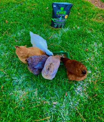 Image showing 8 th First Saturday Lime 20 lb. Natural Monthly Pest Insect Repellent