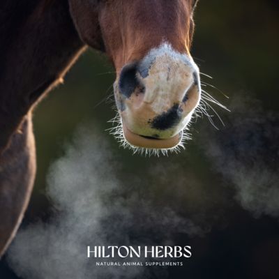 Image showing 6 th Hilton Herbs Freeway Dry Herbal Horse Respiratory Supplement, 2.2 lb.