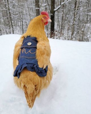 Image showing  Hen Saddle, Denim with Pocket