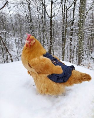 Image showing  Hen Saddle, Denim with Pocket