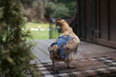 Image showing  Hen Saddle, Denim with Pocket