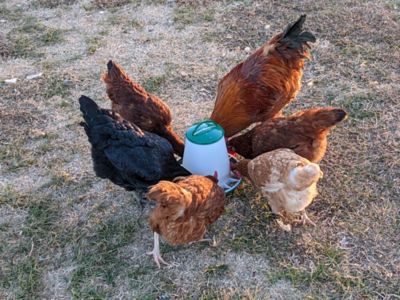 Image showing  7 lb. Poultry Hopper Feeder