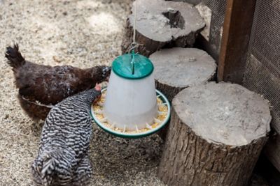 Image showing  7 lb. Poultry Hopper Feeder