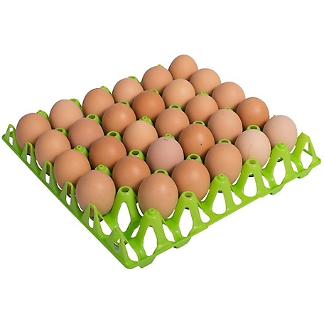 Chicken Egg Trays Paper (30 Egg) - 12/pk