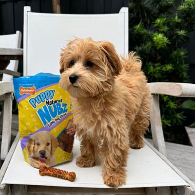 Image showing  Small Turkey and Sweet Potato Flavor Puppy Dog Chew Treats, 13.2 oz., 16 ct.