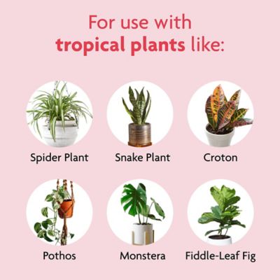 Image showing  8 oz. 10 sq. ft. Tropical House Plant Food