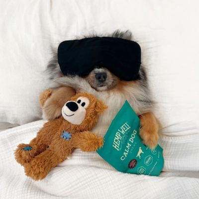 Image showing  Soft Chewable Calming Supplement Treats for Dogs, 8 ct.