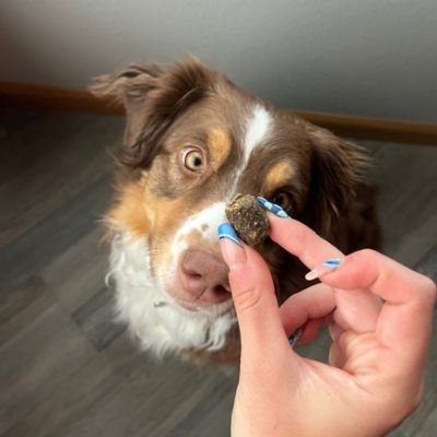 Image showing  Soft Chewable Calming Supplement Treats for Dogs, 8 ct.