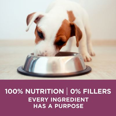 Image showing 7 th Purina ONE Plus Healthy Puppy High-Protein Chicken Formula Dry Dog Food