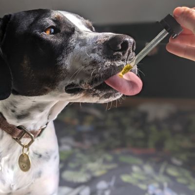 Image showing  Oil Calming Supplement for Dogs, 2 oz.