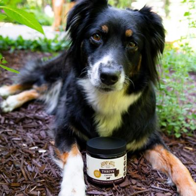 Image showing  Thrive Soft Chew Skin and Coat Supplement for Dogs, 0.706 lb., 60 ct.