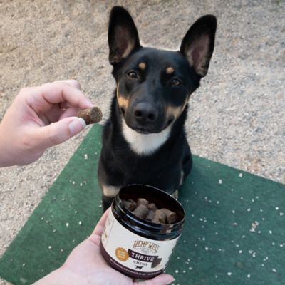 Image showing  Thrive Soft Chew Skin and Coat Supplement for Dogs, 0.706 lb., 60 ct.