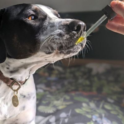 Image showing  Thrive Oil Hip and Joint Supplement for Dogs, 2 oz.