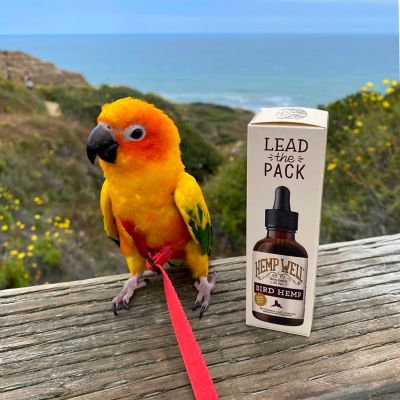 Image showing  Hemp Oil Immune System Bird Supplement, 2 oz.