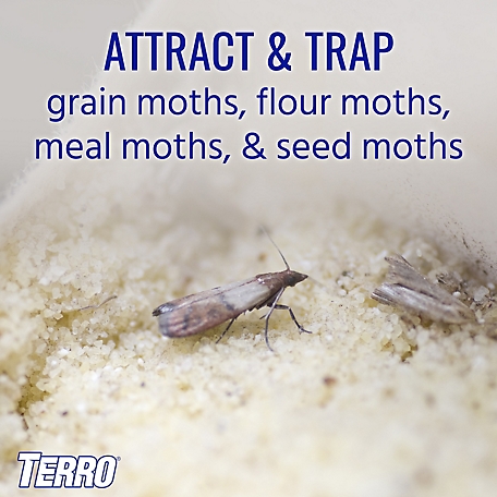 Effective Moth Traps Against Pantry Moths  Odor-Free & Natural Indian Meal  Moth- 5 pks, 5 units - Kroger