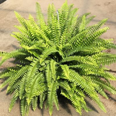 10 in. Boston Fern Annual Plant