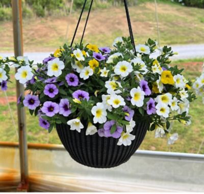 Image showing 12 in. Combo Plant Hanging Basket