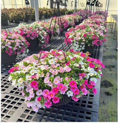 Image showing 12 in. Combo Plant Hanging Basket