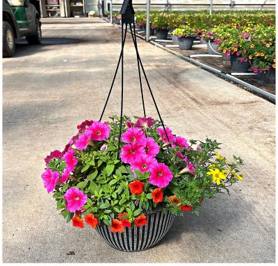 Image showing 12 in. Combo Plant Hanging Basket