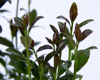 Image showing  2 gal. Jade Lance Ilex Plant