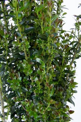 Image showing  2 gal. Jade Lance Ilex Plant