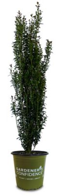 Image showing  2 gal. Jade Lance Ilex Plant