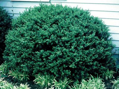 Ilex Behive Coned, 3 gal., 11234