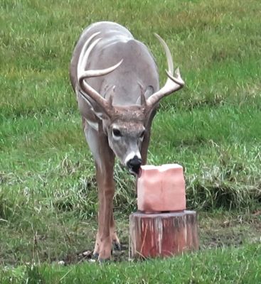 Image showing  Sweet Apple Deer Attractant, 25 lb. Block
