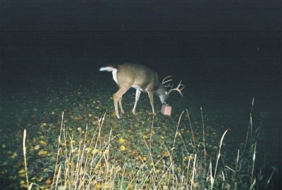 Image showing  Sweet Apple Pocket Deer Attractant, 4 lb. Block