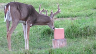 Image showing  Sweet Apple Pocket Deer Attractant, 4 lb. Block