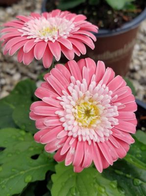 Southern Living 1 gal. Pink Gerbera Daisy Garden Jewels Flower Shrub