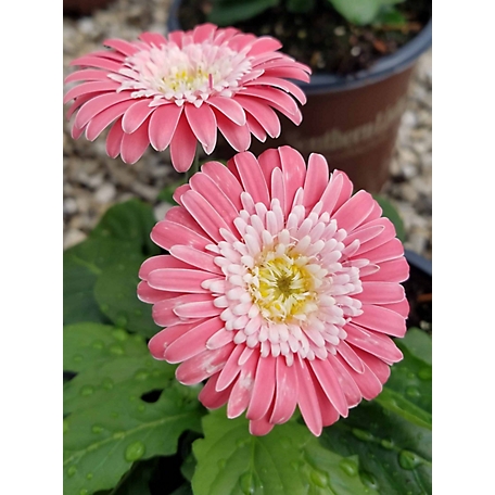 Southern Living 1 gal. Pink Gerbera Daisy Garden Jewels Flower Shrub