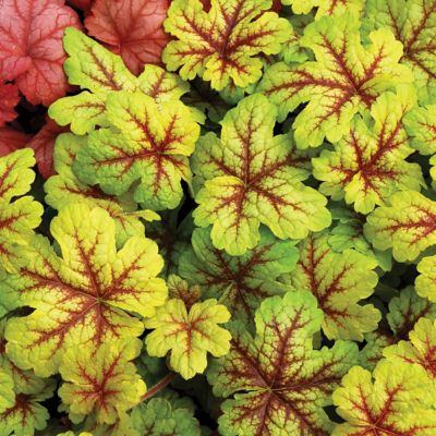 Southern Living 1 gal. 'Alabama Sunrise' Heucherella Plant