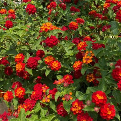 Southern Living 1 gal. Red Firestorm Lantana Shrub