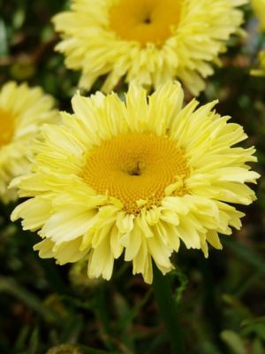 Southern Living 1 gal. Yellow 'Real Goldcup' Leucanthemum REALFLOR Plant