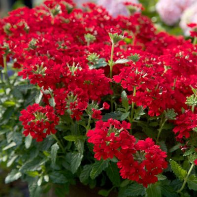 Southern Living Verbena Endurascape TM Red PP26132, 9896Q