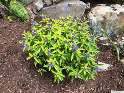 Bloomin' Easy Jumbo Pint Beekeeper Bluebeard At Tractor Supply Co.