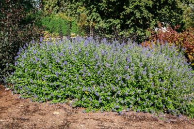 Image showing  Jumbo Pint Beekeeper Bluebeard