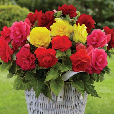 Van Zyverden Nonstop Begonias Plant Mix, 5 Bulbs