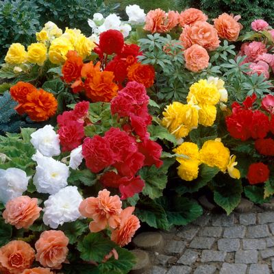 Image showing  Nonstop Begonias Plant Mix, 5 Bulbs