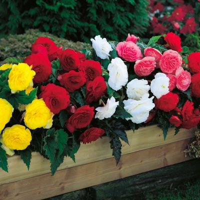 Image showing  Nonstop Begonias Plant Mix, 5 Bulbs